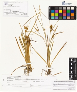 Carex demissa Hornem. x C. flava L.