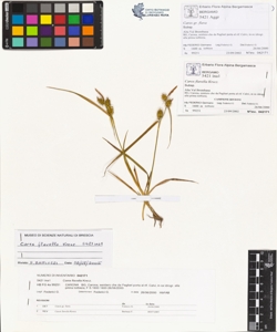 Carex flavella Krecz.