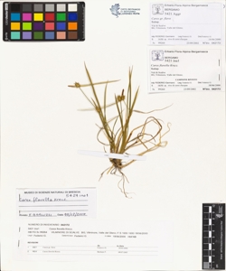 Carex flavella Krecz.