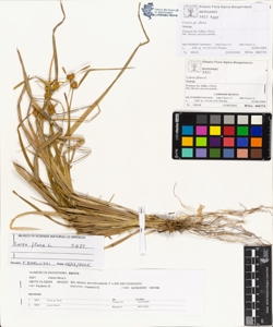 Carex flava L.