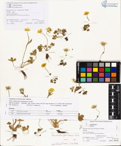 Ranunculus grenieranus Jordan