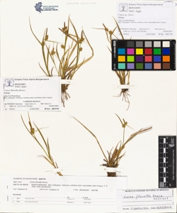 Carex flavella Krecz.