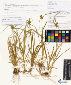 Carex flava L.
