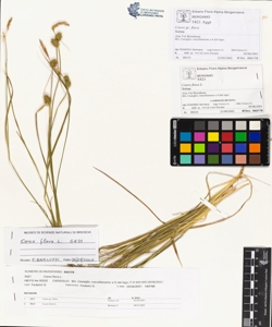 Carex flava L.