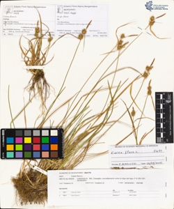 Carex flava L.