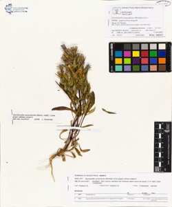 Gentianella anisodonta (Borb¿s) L¿ve