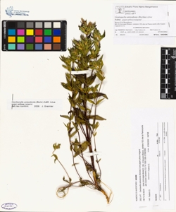 Gentianella anisodonta (Borb¿s) L¿ve