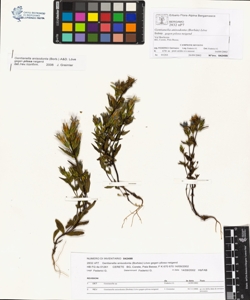 Gentianella anisodonta (Borb¿s) L¿ve