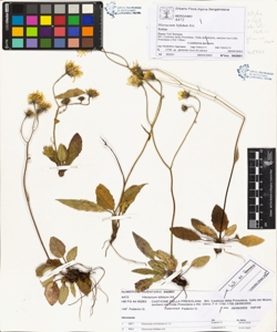 Hieracium bifidum Kit.