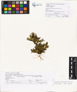 Gentianella anisodonta (Borb¿s) L¿ve