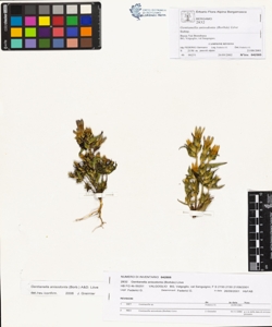 Gentianella anisodonta (Borb¿s) L¿ve