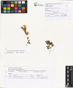 Gentianella anisodonta (Borb¿s) L¿ve