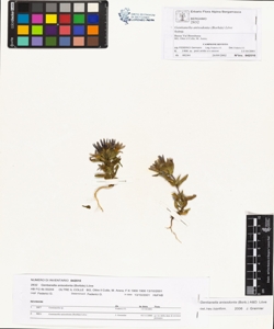 Gentianella anisodonta (Borb¿s) L¿ve