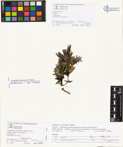 Gentianella anisodonta (Borb¿s) L¿ve