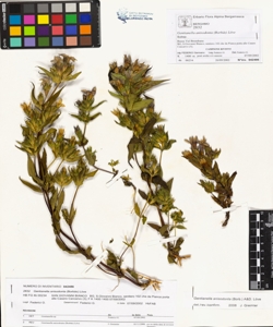 Gentianella anisodonta (Borb¿s) L¿ve