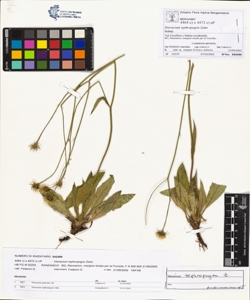Hieracium tephropogon Zahn