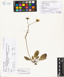 Hieracium murorum L.