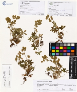 Alchemilla opaca Buser
