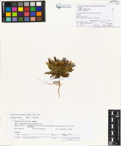 Gentianella anisodonta (Borb¿s) L¿ve