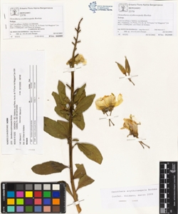 Oenothera erythrosepala Borb¿s