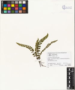 Asplenium adulterinum Milde subsp. presolanense Mokry, H. Rasbach & Reichs