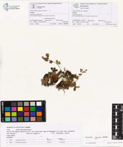 Alchemilla opaca Buser