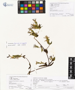 Gentianella germanica x campestris