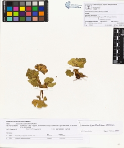 Alchemilla xanthochlora Rothm.