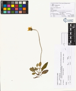 Hieracium bifidum Kit.