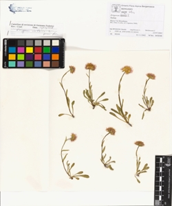 Erigeron uniflorus L.
