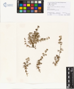 Galium montis-arerae Merxm. et Ehrend.