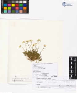Hutchins¿a alpina (L.) R. Br. subsp. alpina