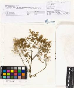 Thalictrum minus L.