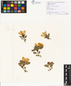 Campanula raineri Perpenti