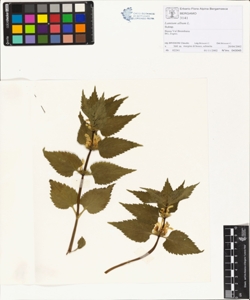Lamium album L.