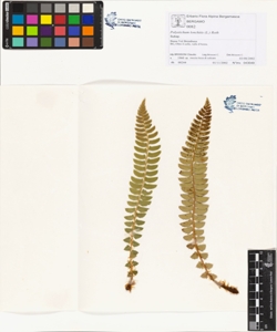 Polystichum lonchitis (L.) Roth