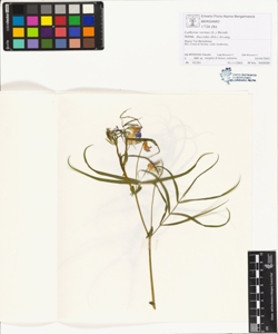 Lathyrus vernus (L.) Bernh. subsp. flaccidus (Kit.) Arcang.