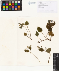 Omphalodes verna Moench