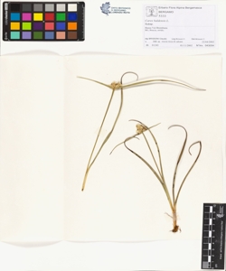 Carex baldens¿s L.