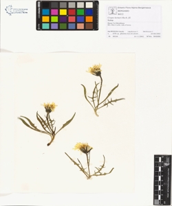 Crepis kerneri Rech. fil.