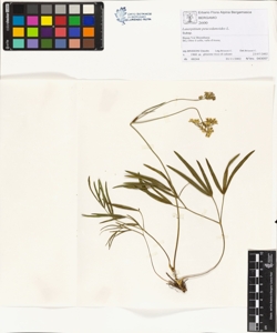 Laserpitium peucedanoides L.