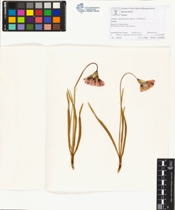 Allium insubricum Boiss. et Reuter