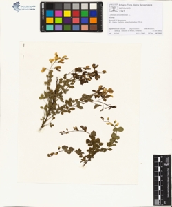 Cytisus sess¿lifolius L.