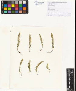 Asplenium viride Hudson