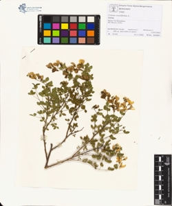 Cytisus sess¿lifolius L.