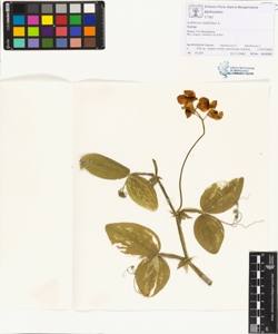 Lathyrus latifolius L.