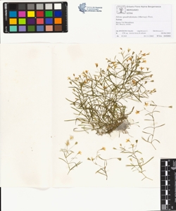 s¿lene quadridentata (Murray) Pers.