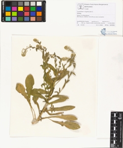 Lepidium virginicum L.