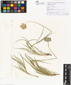Scabiosa graminifolia L.