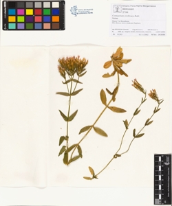 Centaurium erythraea Rafn